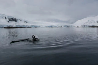 Simpel Wetsuits
